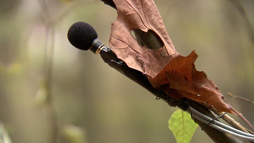Florian Mehnert, Waldprotokolle microphone in forest
